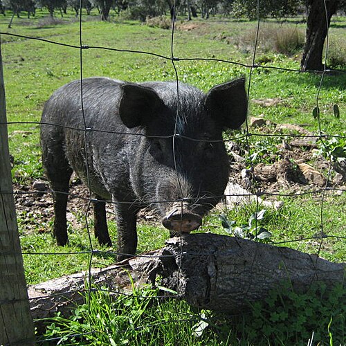 Iberian pig